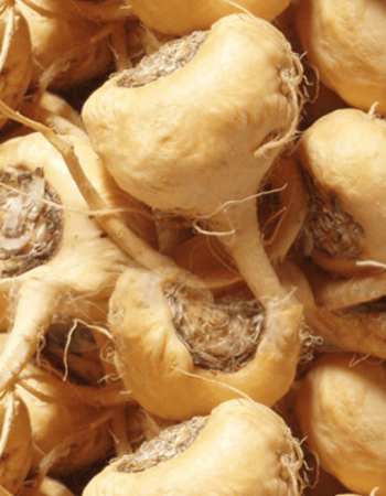 Maca root extract