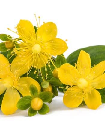 St. John's wort extract